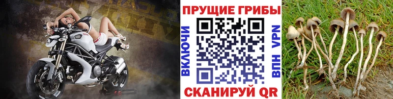 hydra онион  Тула  Псилоцибиновые грибы мицелий  дарнет шоп 